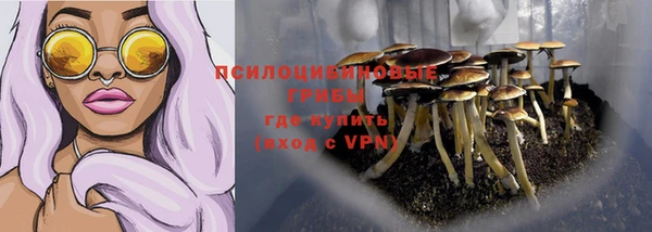 прущие грибы Аркадак