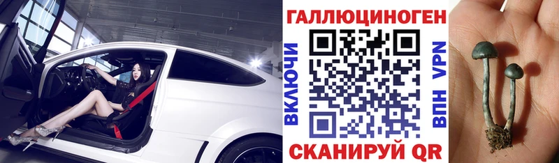 закладка  Звенигово  Псилоцибиновые грибы Psilocybe 